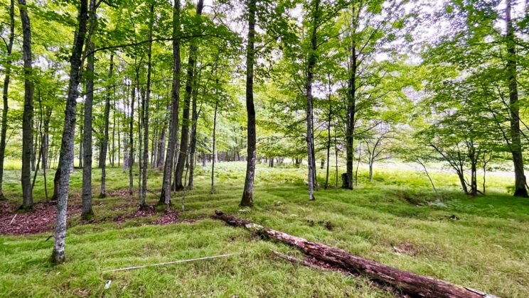 1,000-Year-Old Native American Farming Discovered in Northern Michigan
