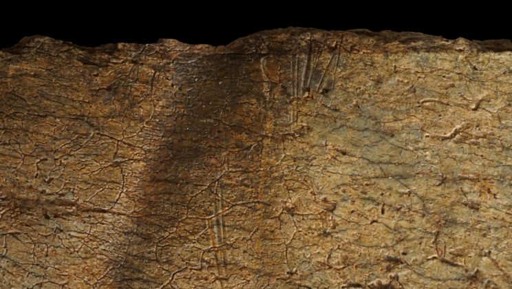 Cut Marks on 1.6-Million-Year-Old Bones Show Early Humans Carried Prime Meat to Safety